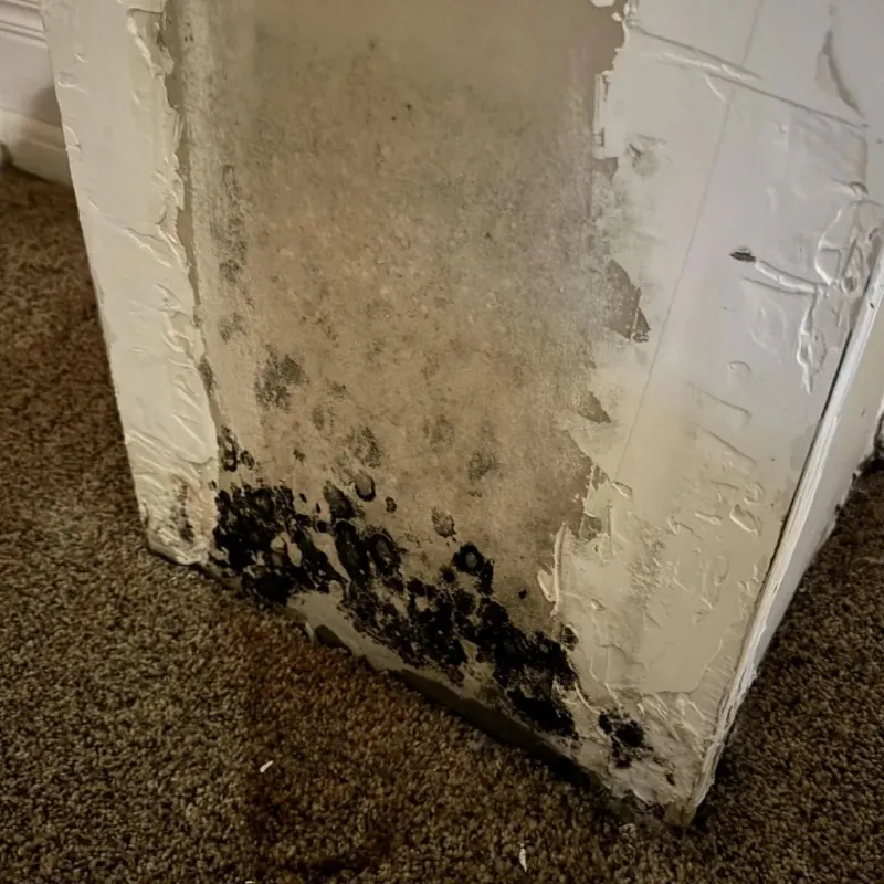 Professional Mold Removal in Adrian, MI